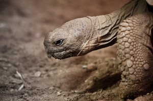 The head of a tortoise