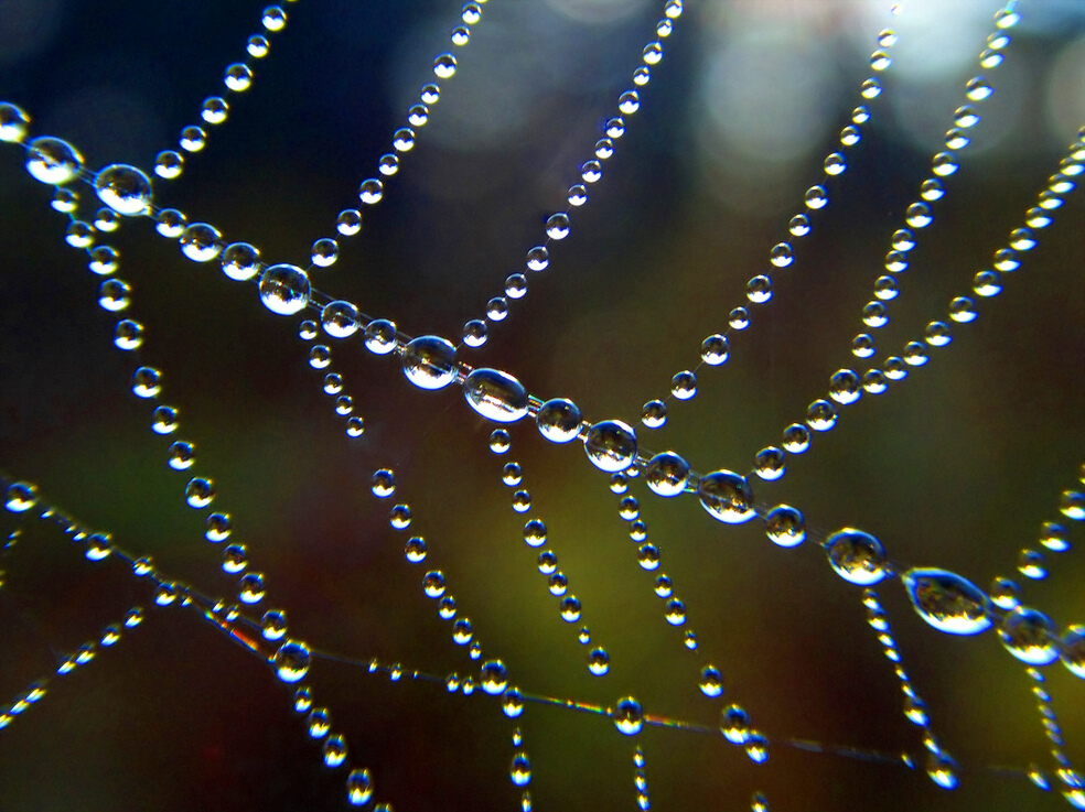 This picture of water drops on the threads of a spider web reminded me of the bubble diagrams the RxJava team uses to explain how values move through the library