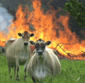 Cows standing in front of a burning barn.