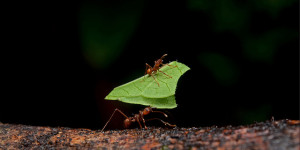 An ant carrying a leaf. Ants are known to carry far more than their own weight, a great example of having a big impact.