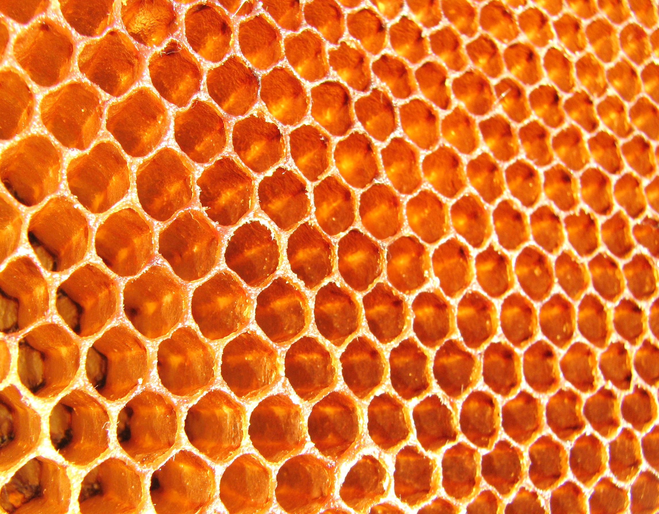 A honeycomb, the international symbol for microservices