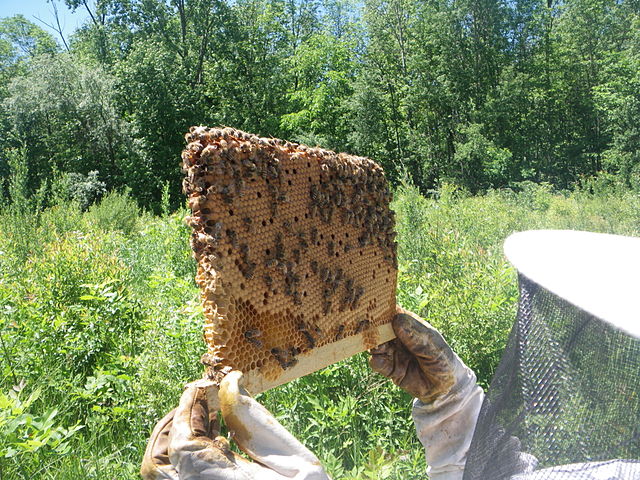 A beekeeper looking at a frame of honeycomb from a hive. This blog looks at how a Microservices PaaS Design might be framed.
