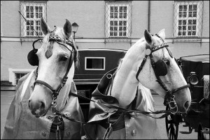 Horses wearing blinkers. Being too agile can result in an unbalanced focus on the immediate path ahead.