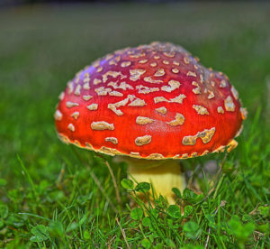 Red and white mushroom, like one used in the Mario game for a power up