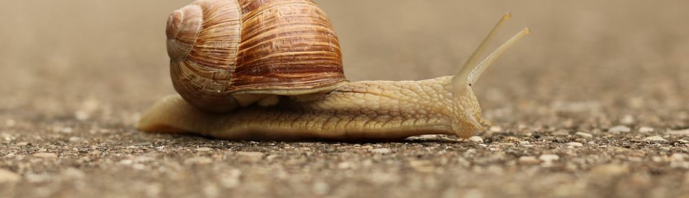 A snail crossing the road, which might be faster than some projects' build times