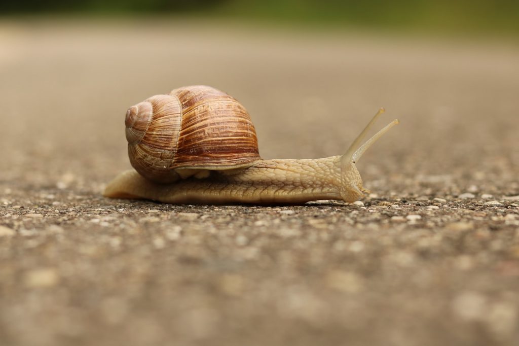 A snail crossing a road, which might happen faster your slow build time.