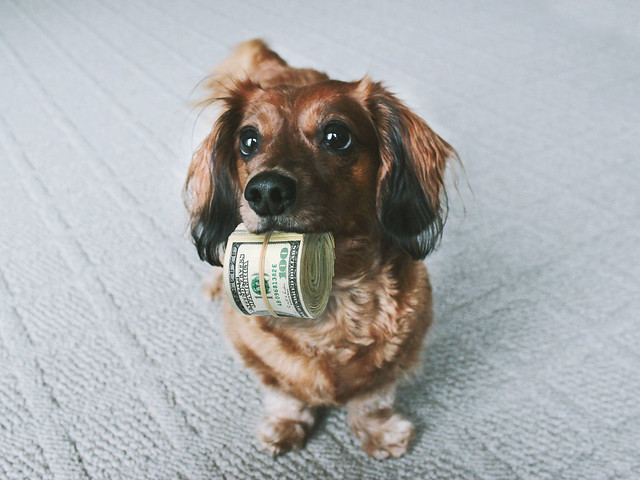 A cute, fluffy dog holding a thick roll of cash.